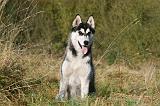 SIBERIAN HUSKY 778
